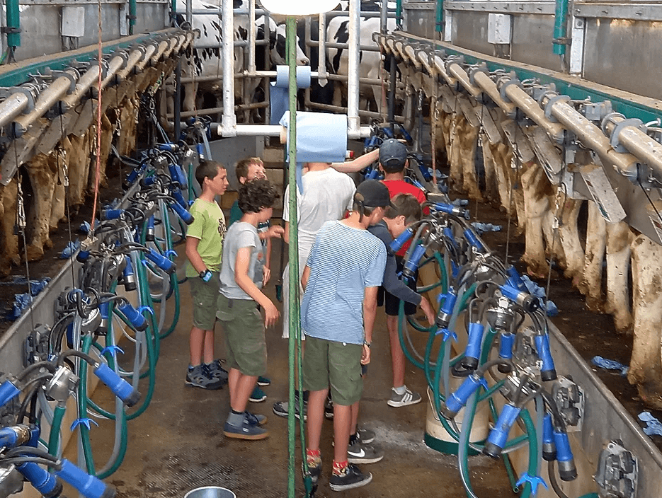 Milking cows